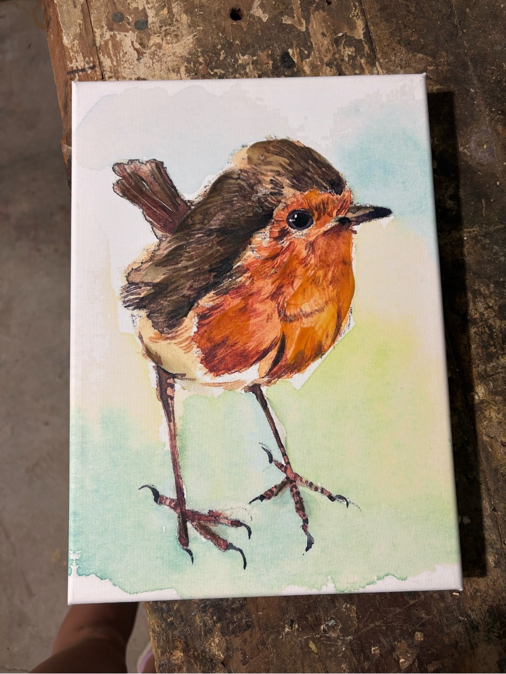 Robin Stretched Canvas